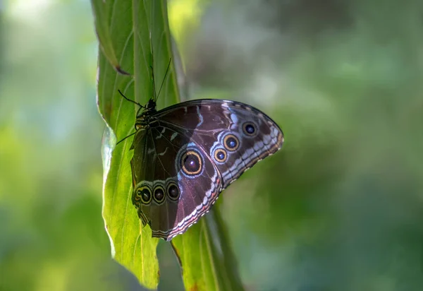 Common buckeye butterfly in a green garden