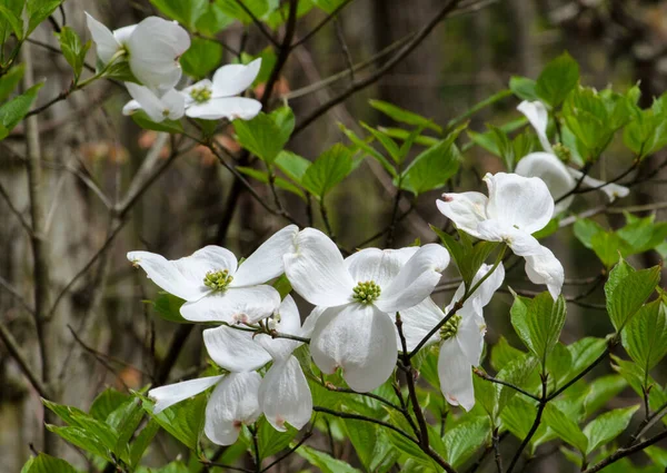 Delicado branco dogwoods em Brasília Brasil — Fotografia de Stock