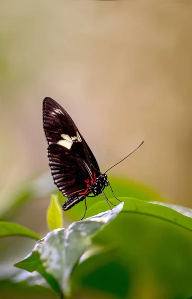 Postman butterfly in a garden — ストック写真
