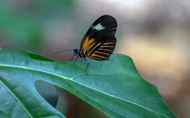 Small postman butterfly resting on a green leaf