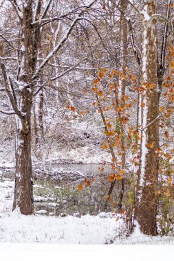 Colorful winter scene with autumn leaves