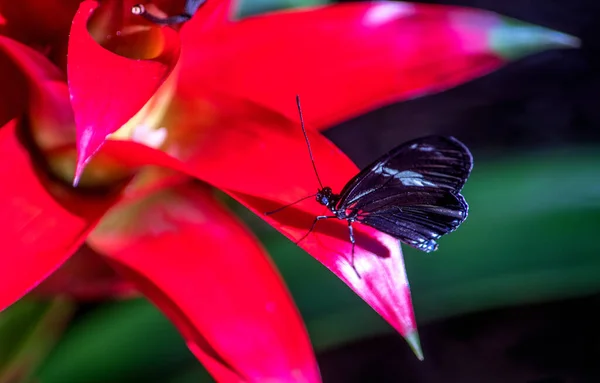 Postman butterfly on a red leaf — ストック写真