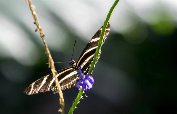 Zebra long-wing butterfly — ストック写真