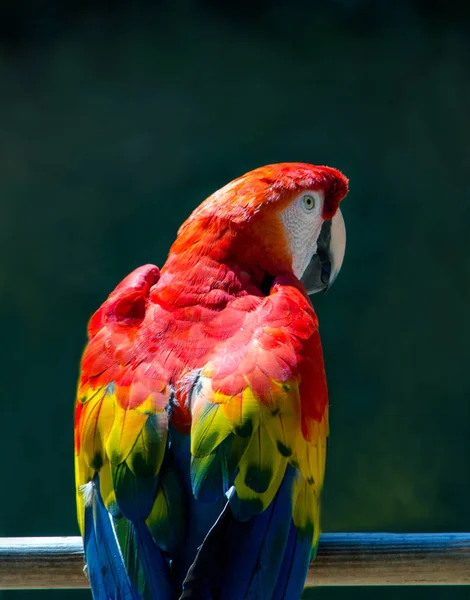 Papagaio Cor Brilhante Senta Poleiro Livre Zoológico Local — Fotografia de Stock