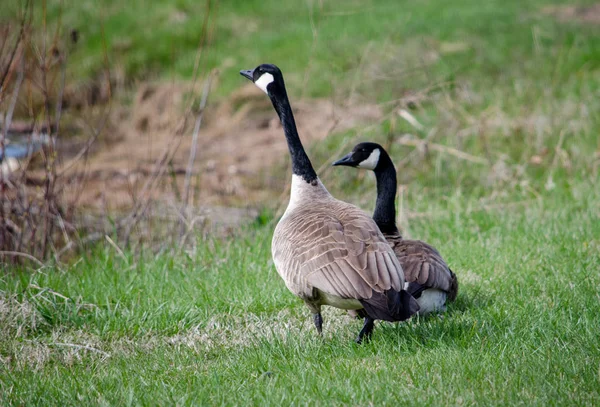 Pair Canadian Geese Watchful Alert Examine Green Spring Field Michigan — стокове фото