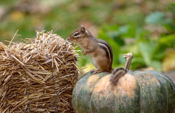 Een Kleine Gestreepte Eekhoorn Geniet Van Het Uitzicht Vanaf Top — Stockfoto