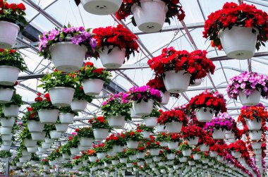 Düzinelerce asılmış bitki bu iç mekanda renkli bir desen oluşturuyor.