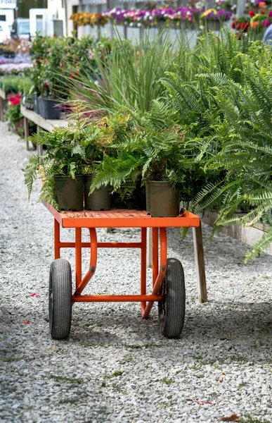Cart Potted Ferns Being Placed Sale Outdoor Nursery — Stockfoto