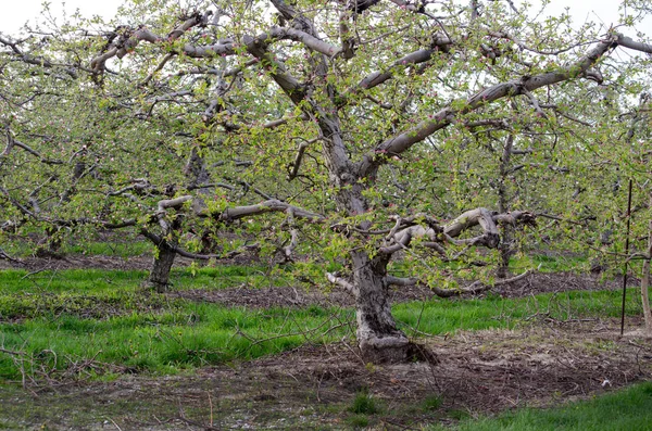 Stare Jabłonie Pokryte Wiosennymi Liśćmi Tym Michigan Usa Sadu Owocowego — Zdjęcie stockowe