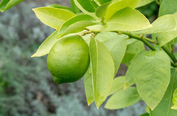 Een Prachtige Kalk Vrucht Verbouwt Een Helder Groene Plant Buiten — Stockfoto
