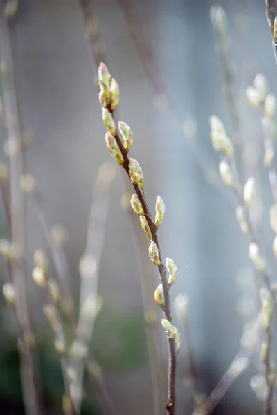 Pussy Willow Plants Grow Soft Misty Background Fuzzy Plants — Stock Photo, Image