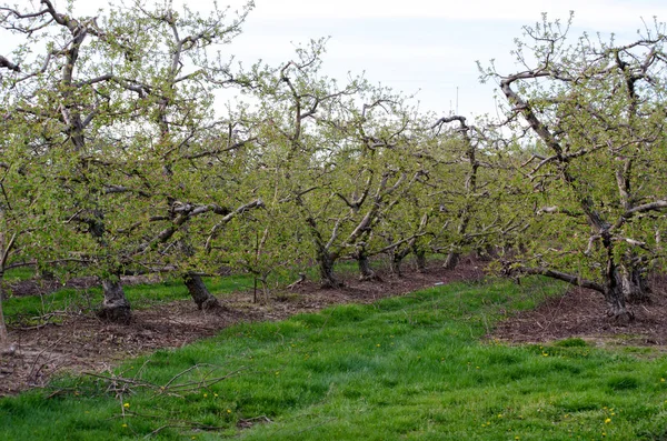 一排排弯曲的老苹果树骄傲地在树枝上挂着浅绿色的春叶 — 图库照片