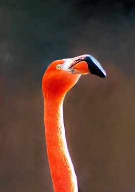 Canlı turuncu flamingo profilini kapat