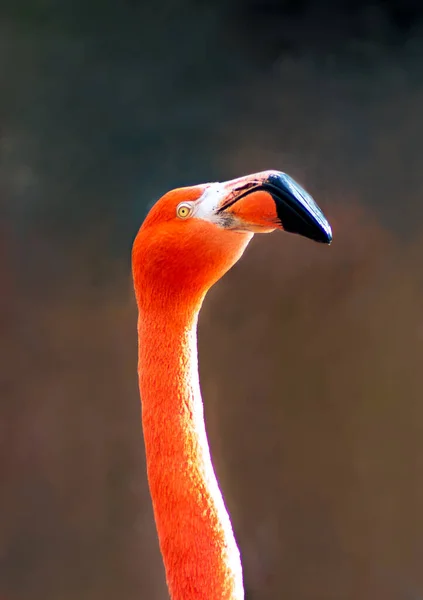 Detailní Profil Pulzujícího Oranžového Plameňáka — Stock fotografie