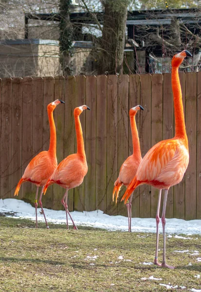 Rebanho Flamingo Chamado Pat Estão Apreciando Neve Neste Jardim Zoológico — Fotografia de Stock