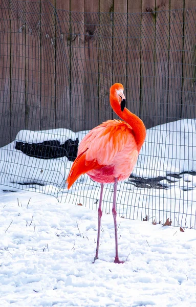 Tropisk Flamingo Stående Snöig Djurpark — Stockfoto