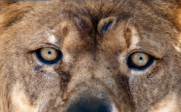 Beautiful lions\'s eyes very close up looking right into the camera