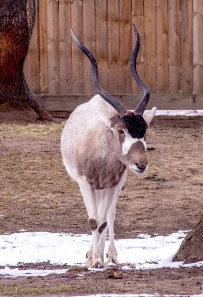 Extremamente Ameaçado Addax Muitas Vezes Chamado Antílope Branco Menos Natureza — Fotografia de Stock