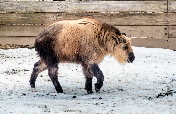 Takin Poilu Aussi Appelé Chèvre Gnu Chamois Bétail Traverse Champ — Photo