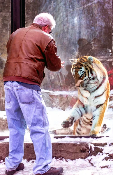 Big Cat Amur Tiger Appears Want Play Senior Male Who — Stock Photo, Image