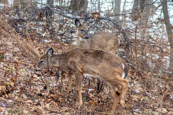 Une Paire Chéris Sauvages Presque Disparaissent Dans Bois Hiver Michigan — Photo