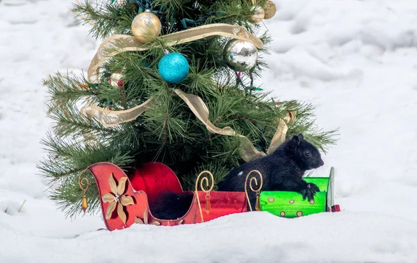 Fluffy Black Squirrel Sirs Green Sleigh Set Outdoor Christmas Display — Stock Photo, Image