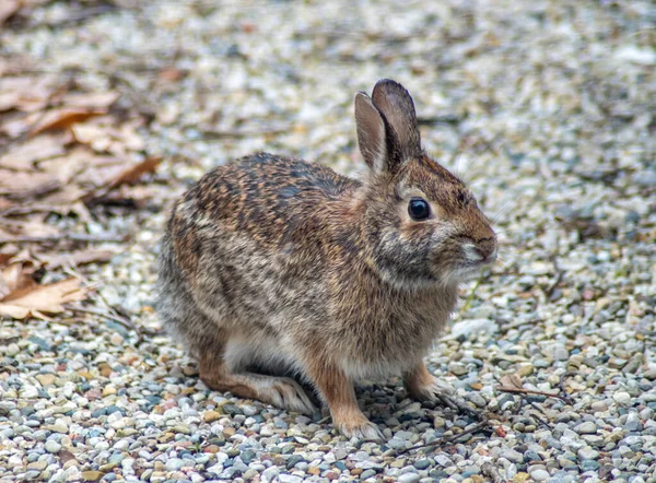 Small Wild Rabbit High Alert Pauses Gravel Driveway While Looking — Stock Photo, Image
