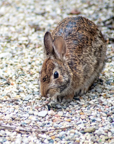 Wild Rabbit Checks Out Gravel Walkway Searching Spring Food — Stock Photo, Image