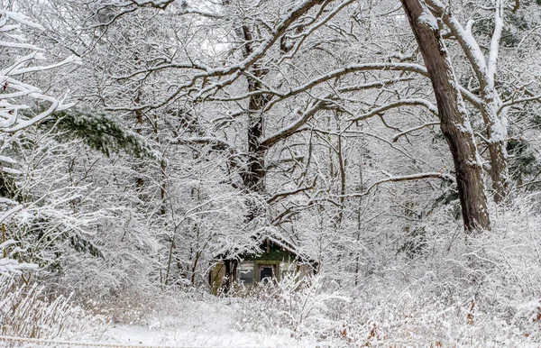 Późna Burza Zimowa Sprawia Ten Wiosenny Las Wygląda Jak Wijąca — Zdjęcie stockowe