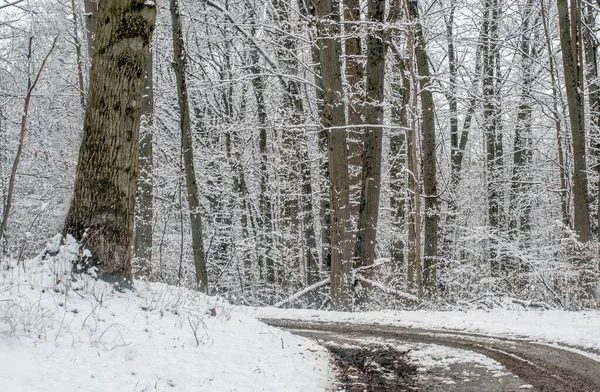 Hermoso Viaje Través Bosque Cubierto Nieve Principios Primavera —  Fotos de Stock