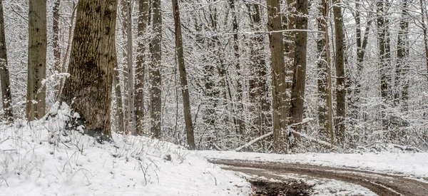Camino Curvo Desliza Través Hermoso Bosque Nevado Michigan Estados Unidos —  Fotos de Stock