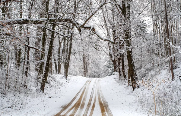 ミシガン州のこの雪に覆われた森の中を美しいドライブです — ストック写真