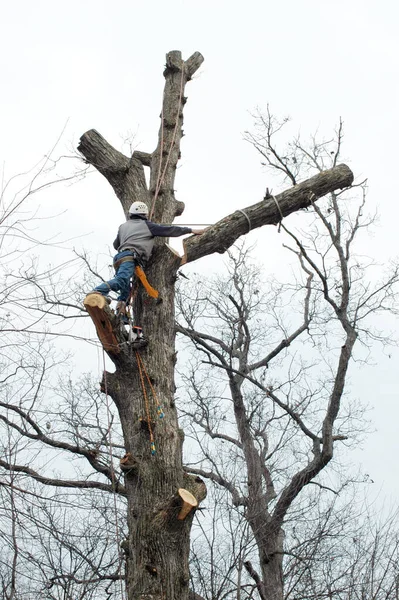 Tree Worker Helps Direct Large Section Tree Tied Rope Ground — Stock Photo, Image