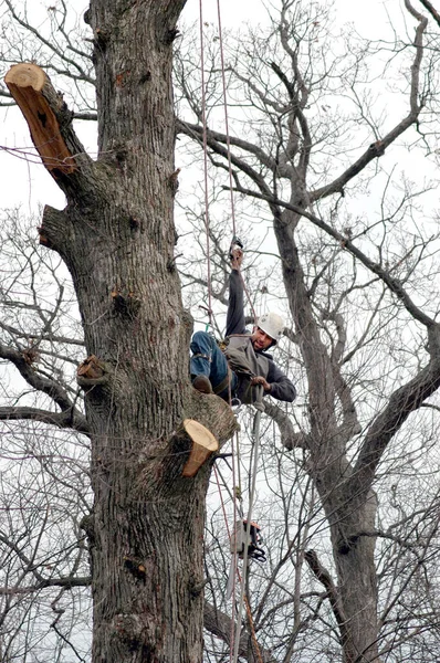 一位树工人爬到高高的树上 然后用绳子把他的链锯和搬运工具拉上来 — 图库照片