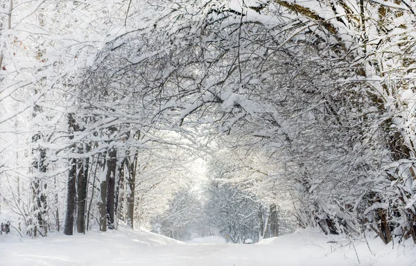 Heavy Snow Cover Wooded Landscape Michigan Usa Magical Drive — Stock Photo, Image