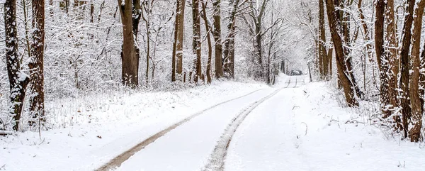 Magical Drive Beautiful Tree Lined Road Michigan Usa Early Spring — Stock Photo, Image