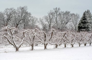 Michigan 'da tomurcuklanan bir sıra meyve ağacı ilkbahar karıyla kaplıdır.