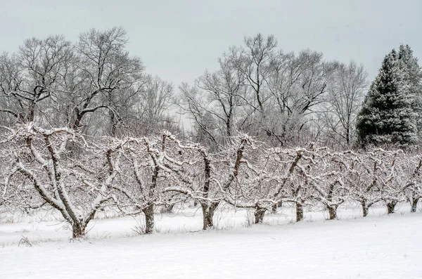 ミシガン州の早春の雪には 果樹の新芽が覆われています — ストック写真
