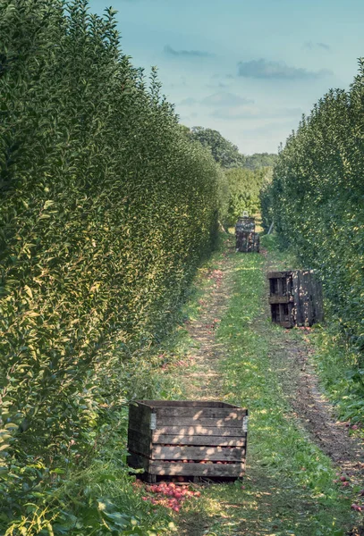 Ящики Свежими Яблоками Мичигана Собирают Этом Яблочном Саду Мичигане Сша — стоковое фото