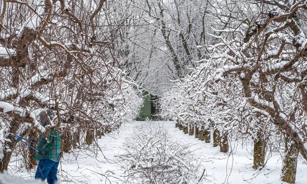 Ein Arbeiter Bundesstaat Michigan Schneidet Obstbäume Diesem Frühjahrsschnee — Stockfoto