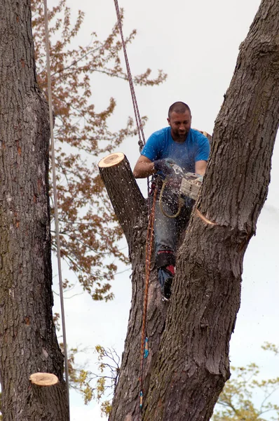 Een Arbeider Verwijdert Een Deel Van Een Grote Boom Als — Stockfoto