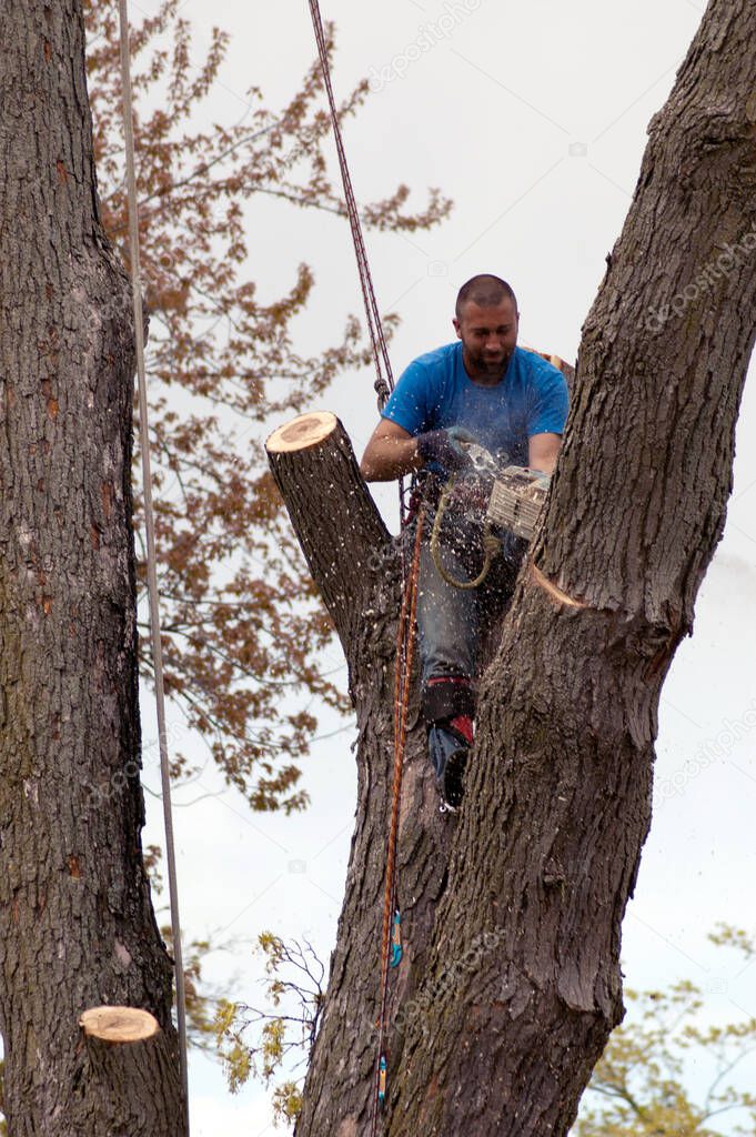 A worker removes a section of a large tree as he trims sections for removal