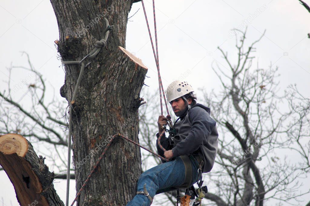 A tree worker uses spikes and ropes for safety as he cuts out pieces of a very large tree
