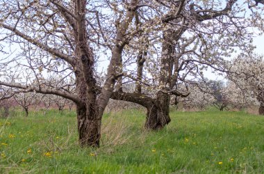 İlkbaharda güzel bir elma bahçesi, çiçek açan beyaz çiçekler, yakında sulu elmalar olacak sonbaharda