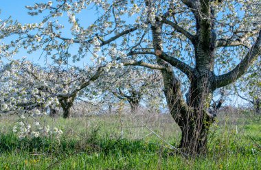Elma ağaçları bu bahar meyve bahçesinde beyaz elma çiçekleriyle kaplıdır.