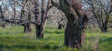 Baharda güzel elma ağaçları panoraması, Michigan, ABD elma bahçesi