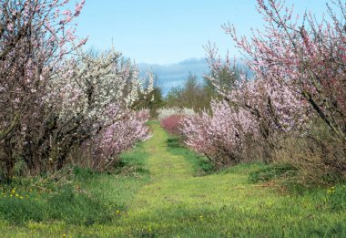 Güzel bir meyve bahçesinde hem pembe hem de beyaz çiçeklerin açtığı kiraz ağaçları vardır.