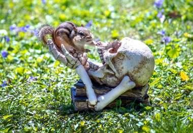 Korkmuş sincap bahçedeki bu ürkünç heykel karşısında şoke oldu.