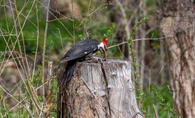 Büyük, dağılmış ağaçkakan çürümüş bir kütükte yemek için lezzetli böcekler arıyor.