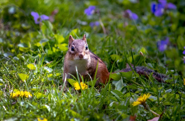 Alert Little Chipmunk Senses Danger Darts Pretty Spring Garden — Stock Photo, Image